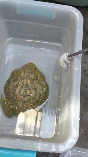 African bullfrog eats black and white mouse