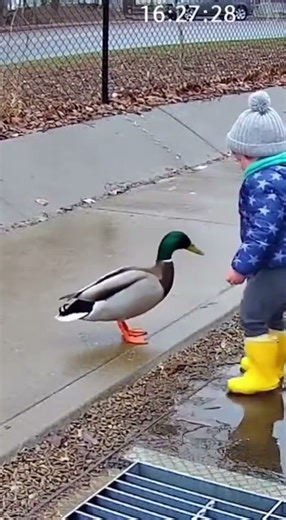 Duck Save Baby Life #ducklife #shortsfeed #ducklingspro #cute #cartoon