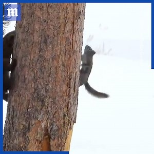 That squirrel ALMOST became that pine marten’s dinner! 🐿😳 via ViralHog | Daily Mail Video