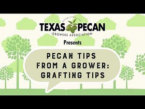 Pecan Tips from a Grower: Grafting Tips