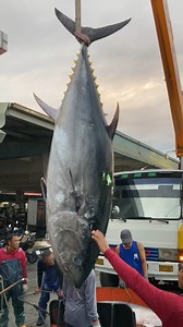 14K views · 101 reactions | Crane Power! Lifting a Giant Tuna from the Fishing Boat  #BigCatch #CraneLift #TunaAction | Food Adventure | Facebook