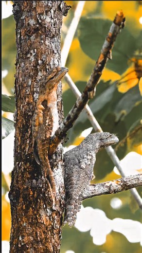 29K views · 614 reactions | Amazing birds #birds #wildlife #bird | Nature And Wildlife | Facebook