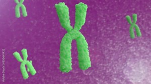 3d animation of chromosomes. The movement of X chromosomes in the cell.