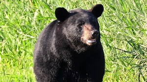 Black bears in Iowa? Why they could become a more common sight