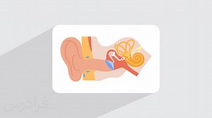 گوش داخلی چیست؟   اجزا، مکانیزم و نقش آن در حفظ تعادل بدن (آموزش رایگان) | فرادرس