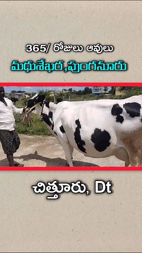 Lks Chanal | cell ; 7799210685 cow for sale's | Instagram