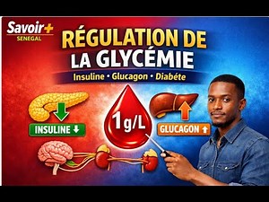 L16-SVT Terminale – Blood Glucose Regulation: Insulin, Glucagon, and Diabetes Explained Simply