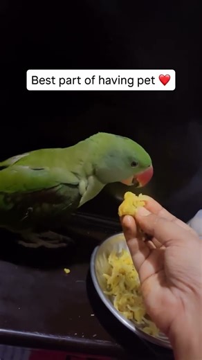 Best part of having pet 🦜😘💯✨ #parrot #nonstoptalkingparrot #birds