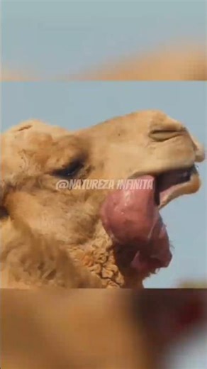 Animais que explodem feito bomba! 💣!.. Após a morte #animal #animals #animais #shorts #curiosidades