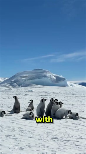(Title)“A Love Story Without Words 🐧💔 | The Penguin Pebble Proposal
