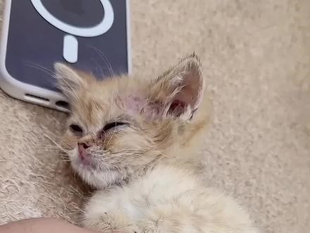 哈基米不喜欢鱼油？粮加磷虾油一步到位！#弗列加特小太阳 #弗列加特烘焙粮 #国货高端鲜肉猫粮 #猫粮推荐