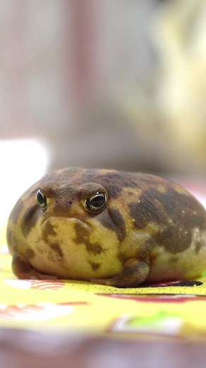 Rain frogs who are good at cool dancing💃 かっこいいダンスが得意なアメフクラガエル達💃 #rainfrog #frog #commonrainfrog #アメフクラガエル #カエル