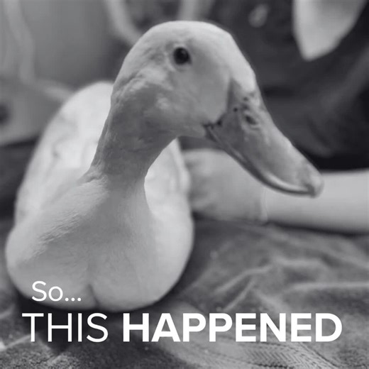 We recently received some ducks that had been surrendered by their previous owners. But, something was a little unusual. The pond they had been living in was oversaturated with blue dye. So, all the ducks were dyed blue! Because of that, they have been lovingly named the Blue Man Group and are now ready for adoption! Email us at adopt@cwrescue.org if you are interested! ...AND GIVE THESE BLUE DUCKS A 💙 BELOW | Carolina Waterfowl Rescue