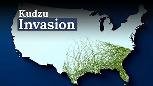 The "Vine That Ate The South" Is Still An Invasive Threat In The U.S. Today