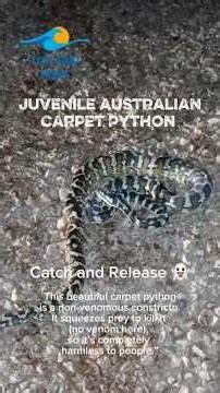 Juvenile Australian Carpet Python - ඩාවින් වල කාපට් පිබුරා වත්තේන් කැලේට. #darwin #shortsfeed #fypp