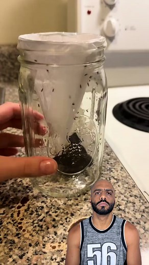 Effective DIY Fly Trap: Step-by-Step Guide