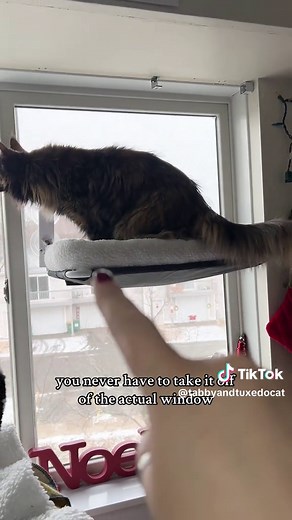 This cat window bed is the one you need if you have big cats 😊 #cat #catsoftiktok #cattok #catbed #catwindowbed #catwindowperch #catperch #catfurniture #bigcats #cattips #cathammock #tiktokshop #tiktokshopfinds #tiktokshopholidayhaul #fyp #mademyyear