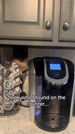 sneaky soup strikes again🥷 #catsoftiktiok #siamesecat #cats #miso