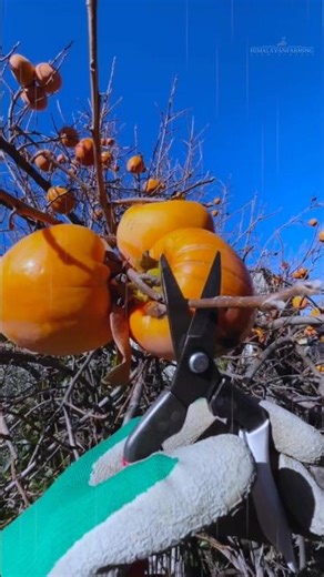 amazing persimmon fruits #shorts