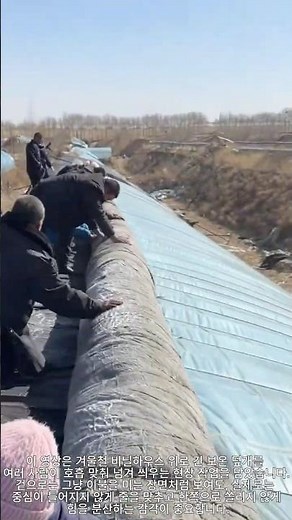 보온 덮게 작업 방법! 비닐하우스 전체를 한 번에 넘겨 씌우는 협동 기술 (한겨울 냉기 차단 핵심)
