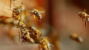 Super Slow Motion Bees Flying Out Stock Footage Video (100% Royalty-free) 1103654517 | Shutterstock