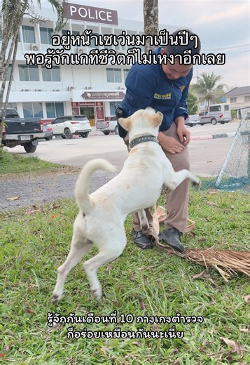 หมาหน้าเซเว่นที่ช่วยตำรวจ