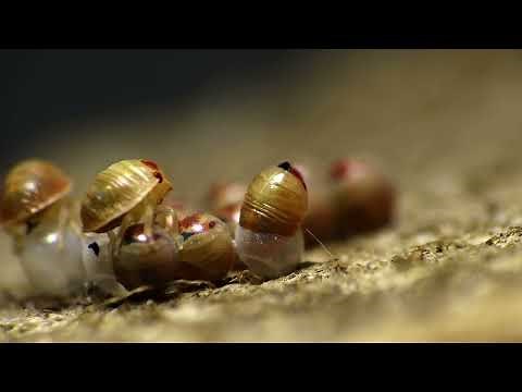 Stink bug (Pentatomidae) eggs hatching. (timelapse)