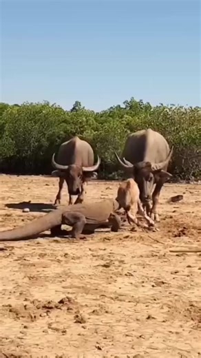 1M views · 3K reactions | KOMODO DRAGON TOO CRUEL SOMETIMES#komodo...