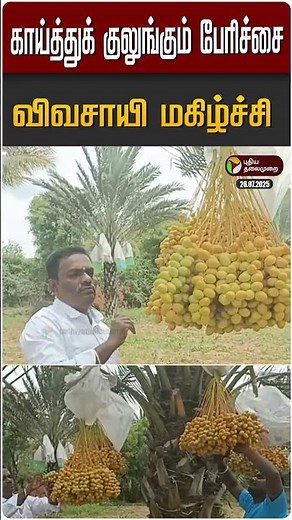 காய்த்துக் குலுங்கும் பேரிச்சை- விவசாயி மகிழ்ச்சி #shorts #krishnagiri