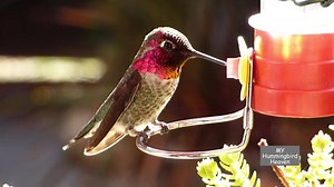 Male Anna's | My Hummingbird Heaven