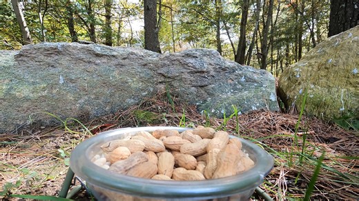 Stocking up for winter | Critter Cam