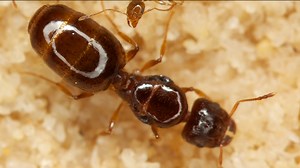 What Sound Does An Ant Make?