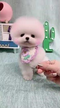 Teacup dog, Pomeranian, Shunsuke