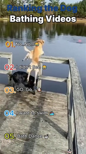 Funny Dog Fails 😆 #shorts #short #funny #pets