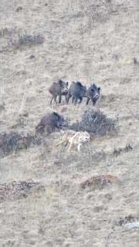 WILD BOAR VS WOLF TOGETHER. INCREDIBLE IMAGE #загоннаяохота #hogger #охота #bowhunting #wildlife