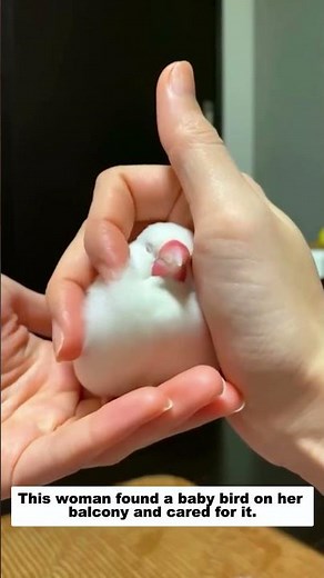 This woman found a baby bird on her balcony and cared for it, then...