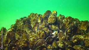 Mediterranean mussel (Mytilus galloprovincialis) and crustacea Balanus sp. Mass settlement, medium shot. Black Sea. Ukraine.