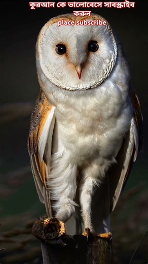 সূরা ইখলাস #suraikhlas #qurantilawat #birds #shortvideo #ytshorts #viralvideo