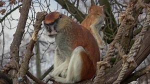 The patas monkey Erythrocebus patas, also known as the wadi monkey or hussar monkey