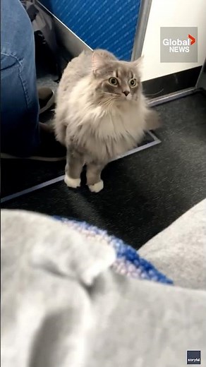 Cat escapes mid-flight and runs down plane aisle 😸✈