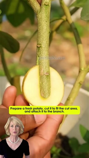 A super simple method for air layering directly on the tree using a potato 凜 #gardenzi #gardening | Garden Lovers | Facebook