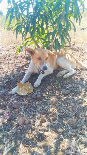 See the lovely dog enjoying in the shade