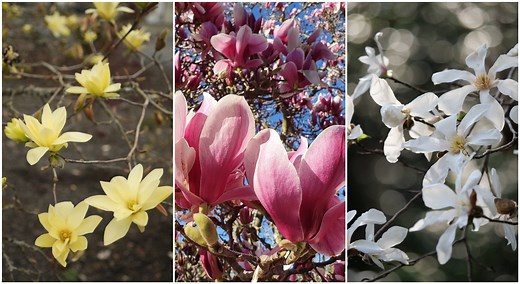 Magnolia : quelle variété choisir en fonction de son jardin ?