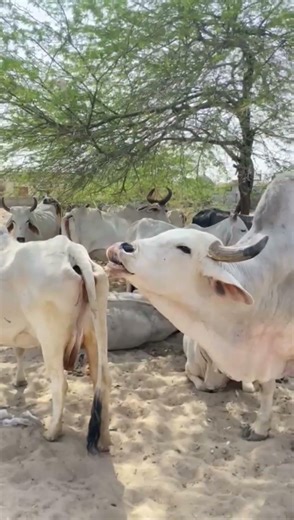 big Bull sounds 🤣 fighting style 😂