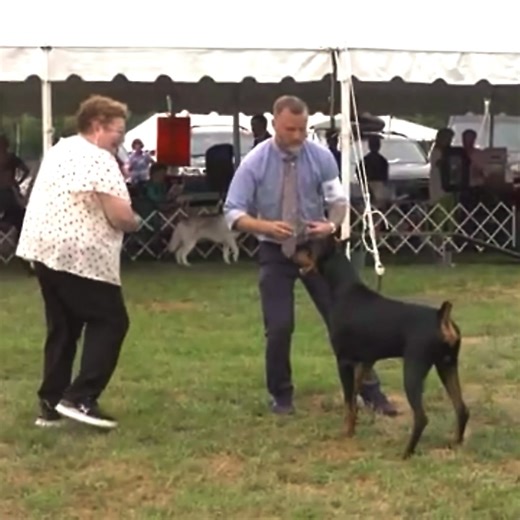 14K views · 429 reactions | Beautiful Doberman in dog show #Doberman #fblifestyle | 7Dogs | Facebook