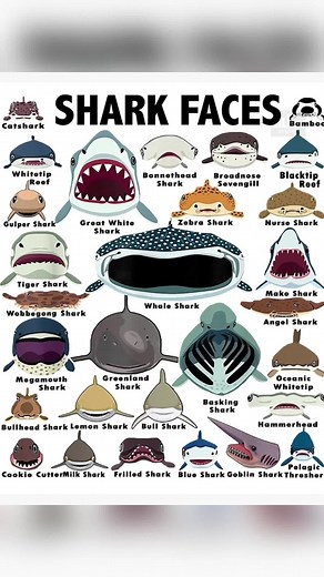 Exploring the Bull Shark: Nature's Apex Predator