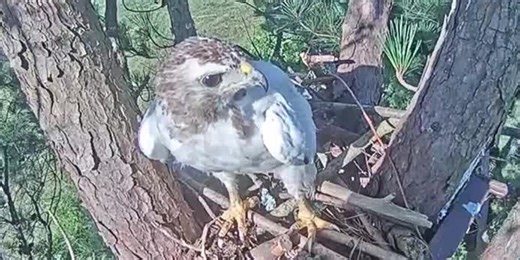 Red-tailed hawk with rare condition survives despite the odds