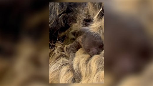 Sloth at Cincinnati Zoo gives birth