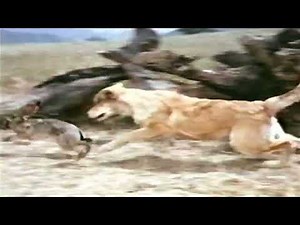 Closing To Old Yeller 1995 VHS