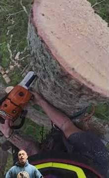one of the common accidents in tree felling #treefelling #treeremoval #short #youtubeshorts